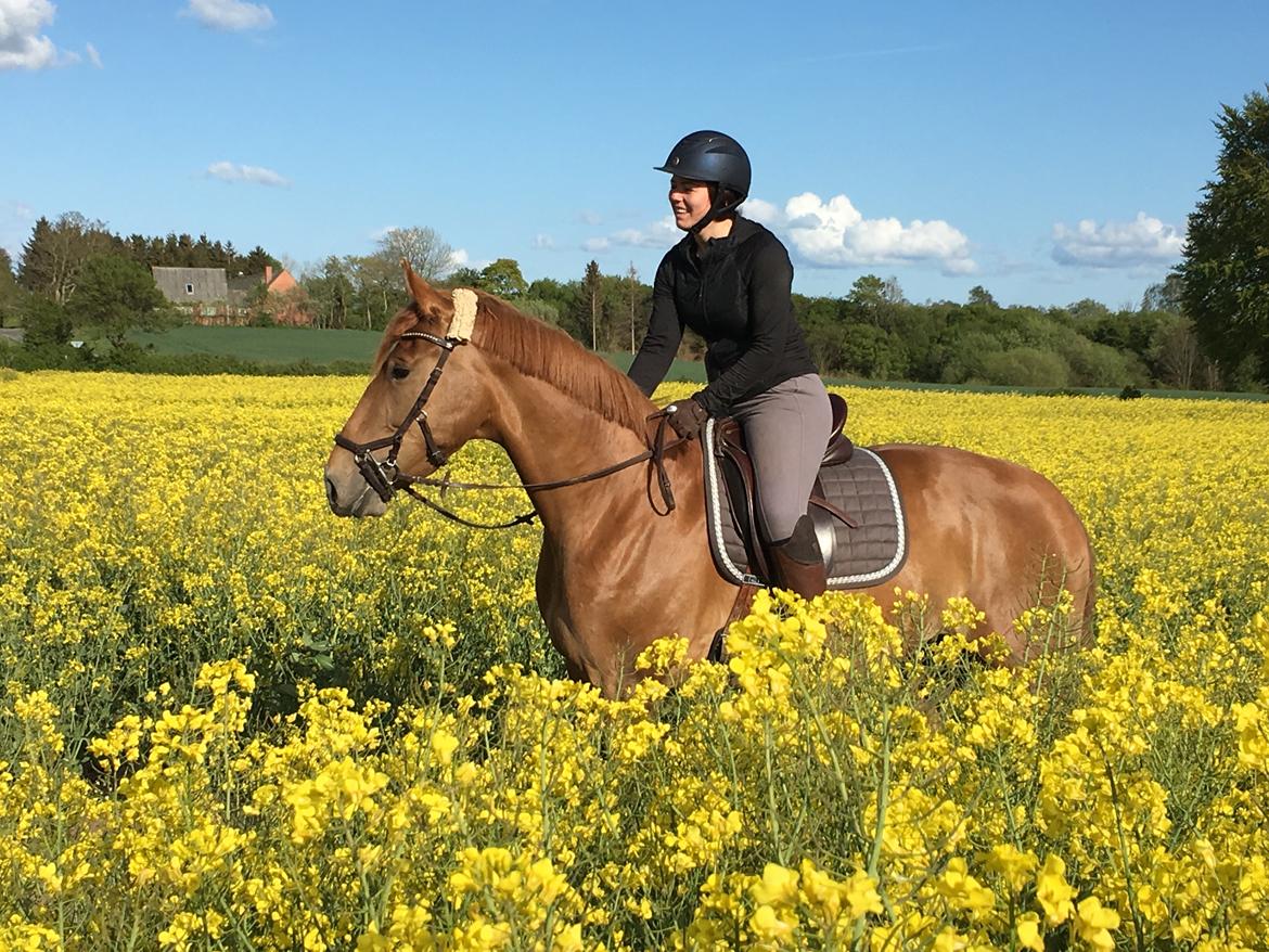 Dansk Varmblod Sancerre De Light billede 3