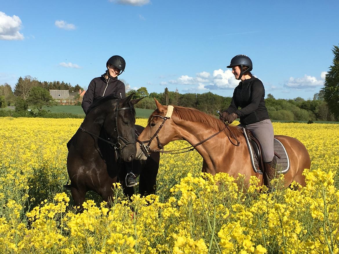 Dansk Varmblod Sancerre De Light billede 7