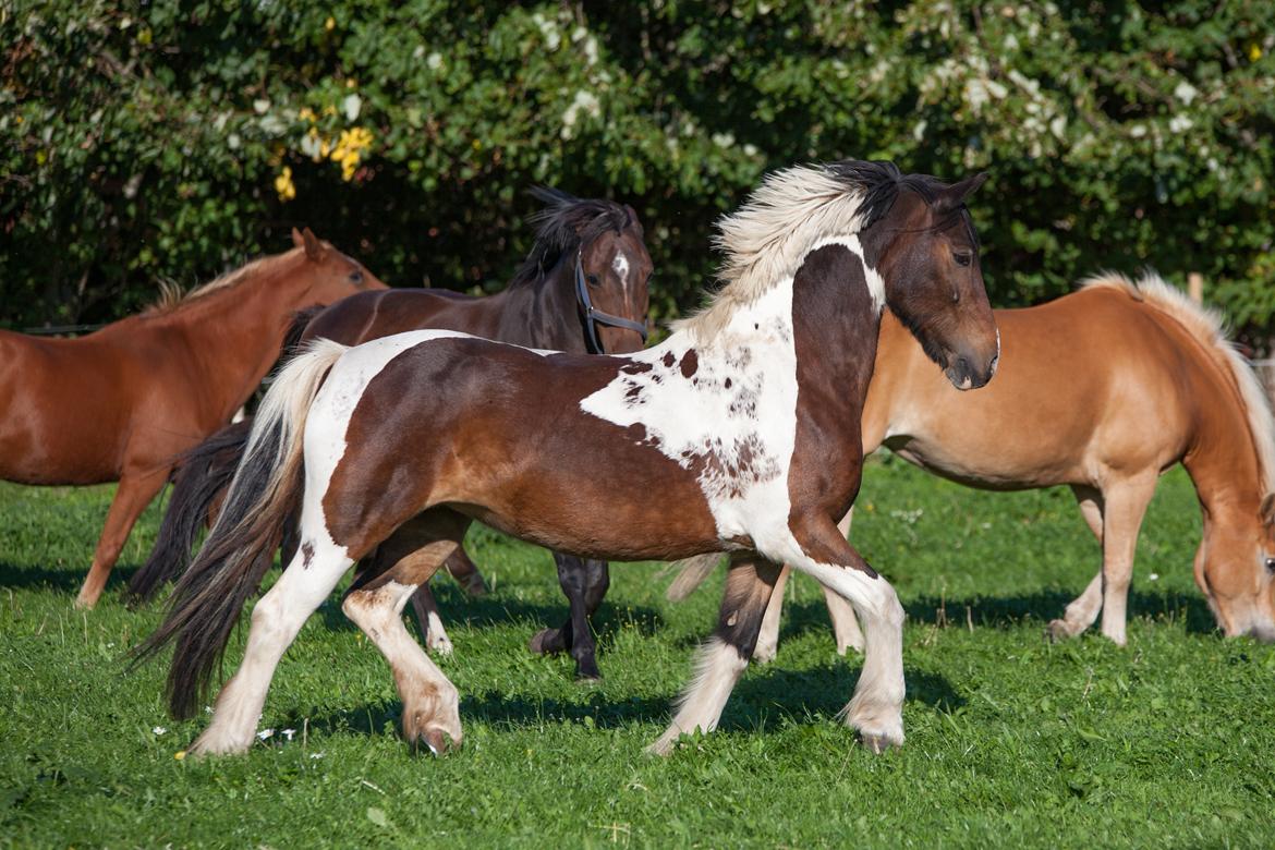 Irish Cob Dancer billede 3