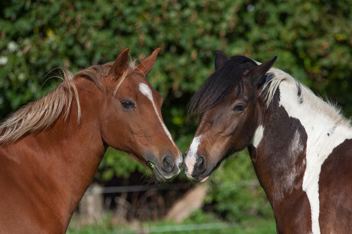 Irish Cob Dancer - Dancer og Q blev fandt ret hurtigt hinanden <3 billede 5