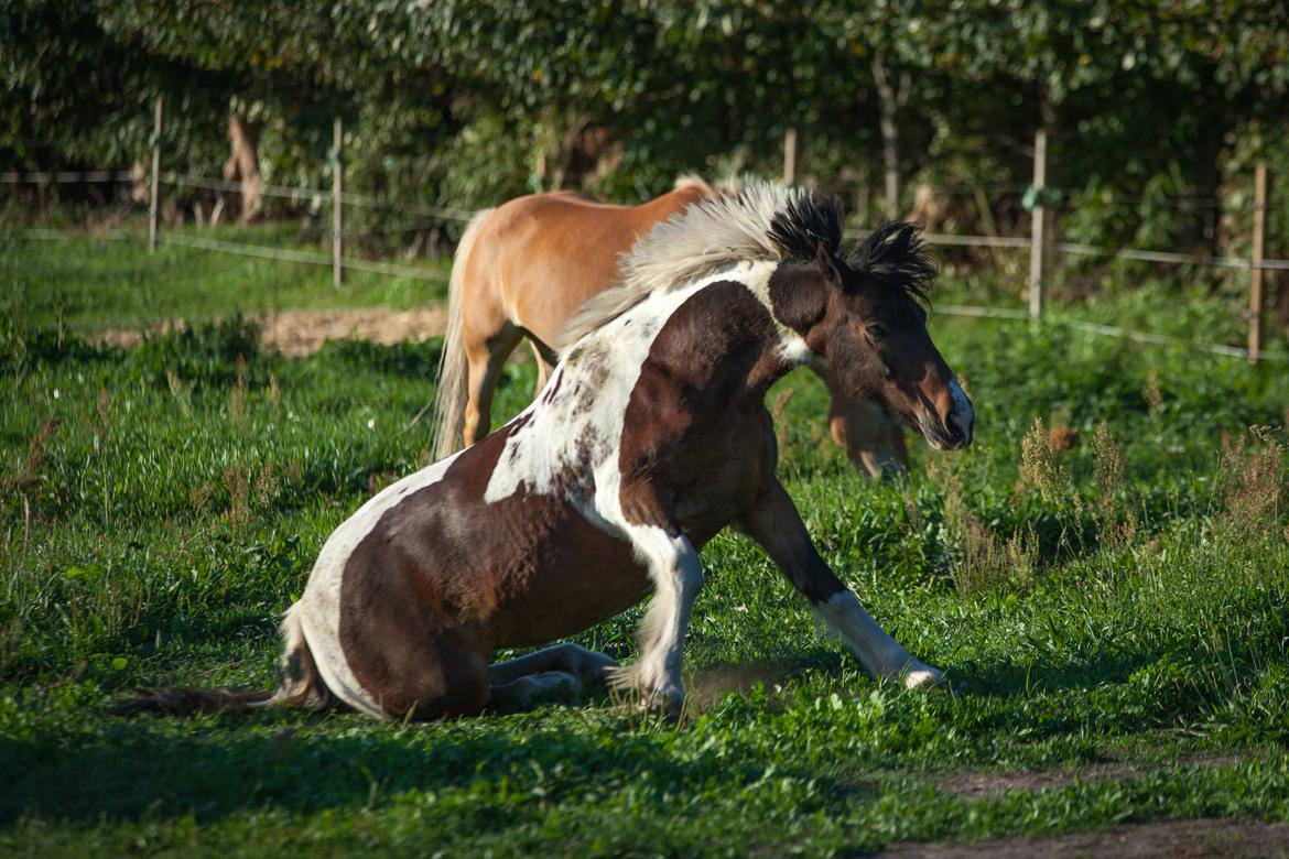 Irish Cob Dancer billede 7