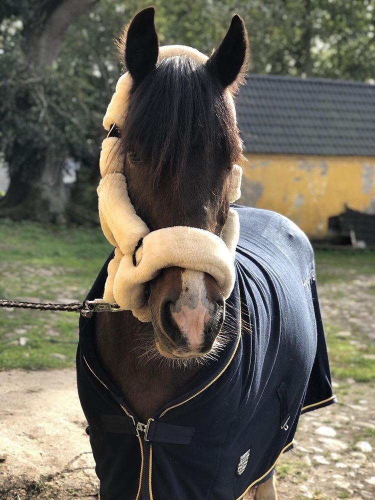 Irish Cob Dancer billede 6