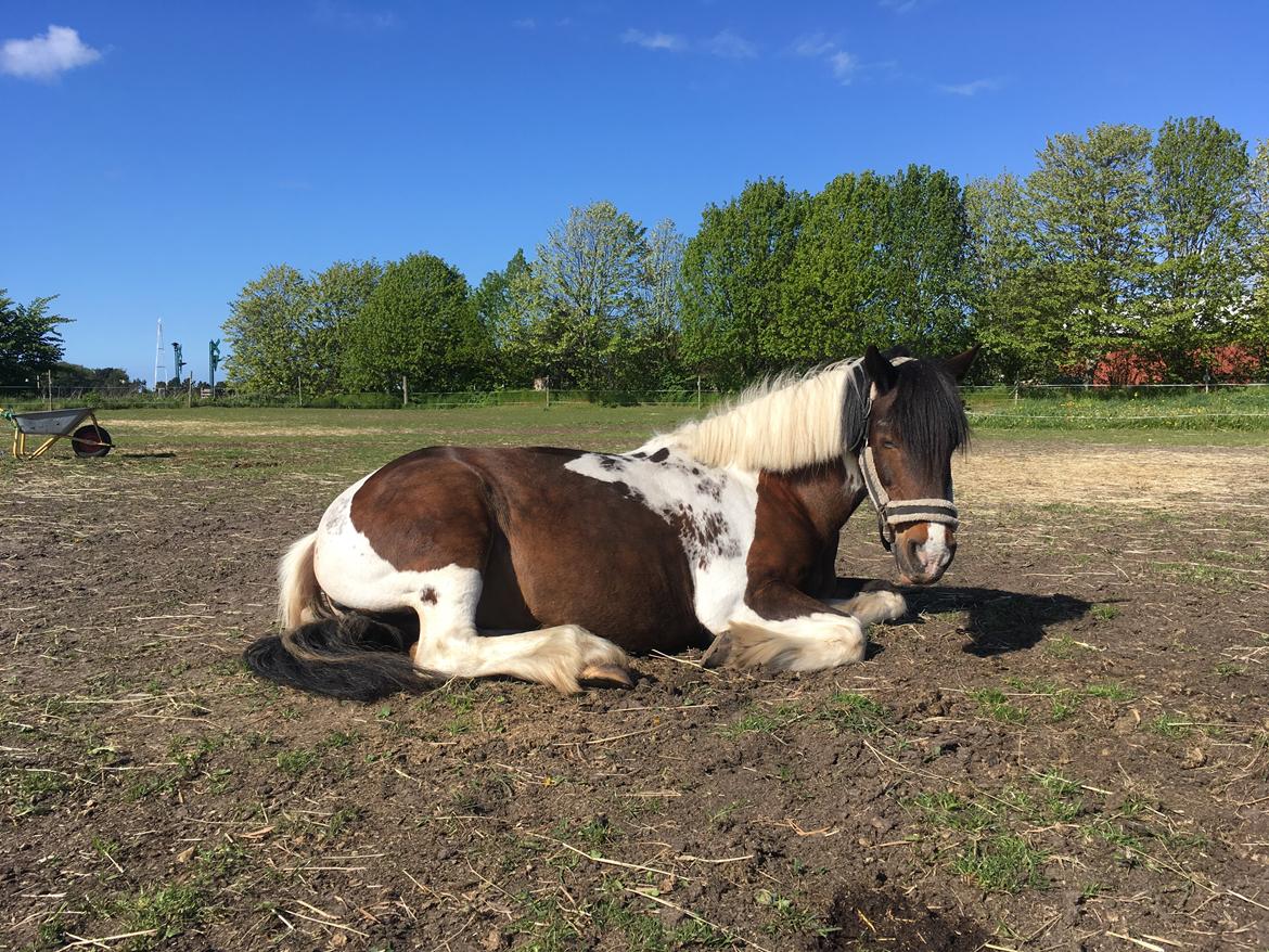 Irish Cob Dancer billede 4