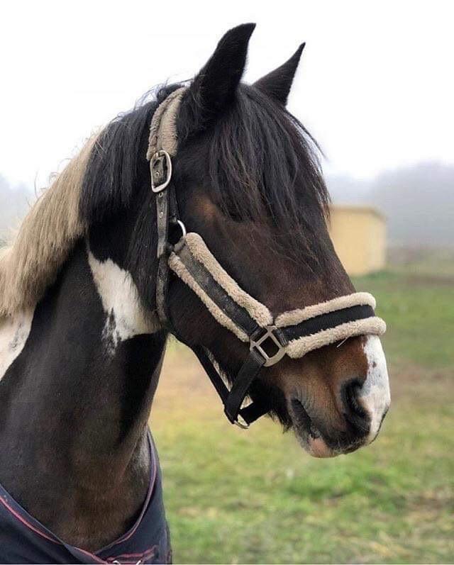 Irish Cob Dancer billede 2
