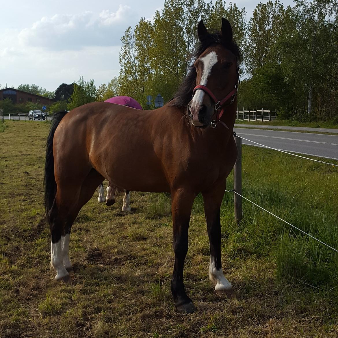 Anden særlig race Monsours Destiny 2 (født Blue Eyes Destiny) billede 1