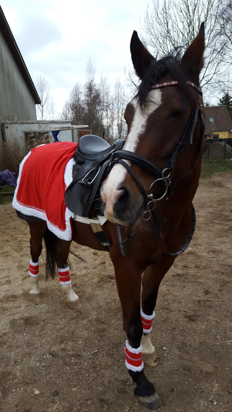 Anden særlig race Monsours Destiny 2 (født Blue Eyes Destiny) billede 4