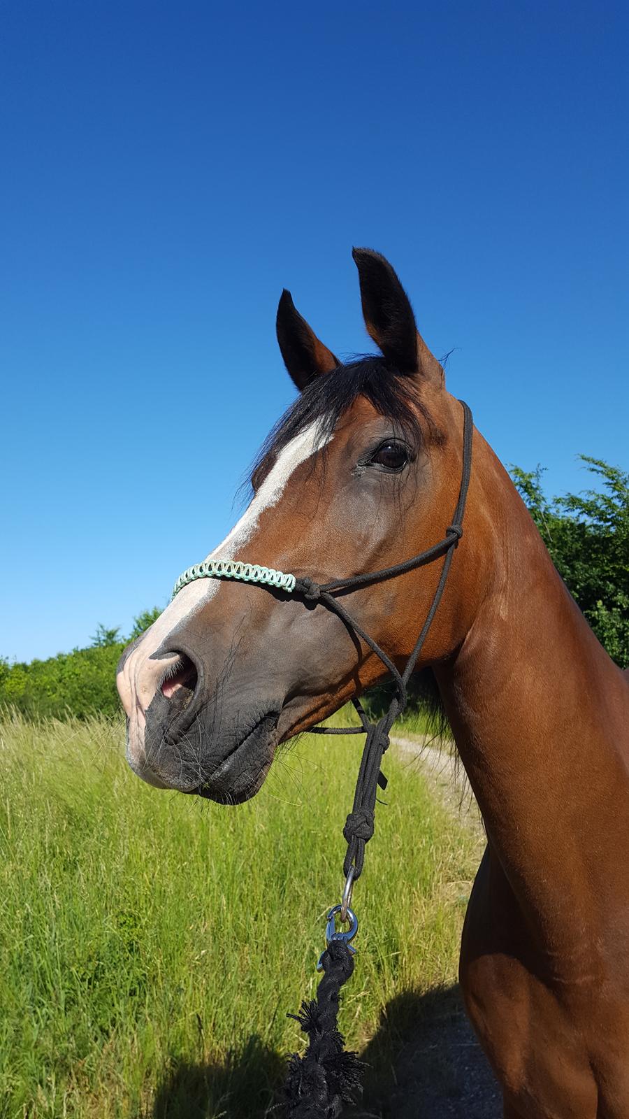 Anden særlig race Monsours Destiny 2 (født Blue Eyes Destiny) billede 5