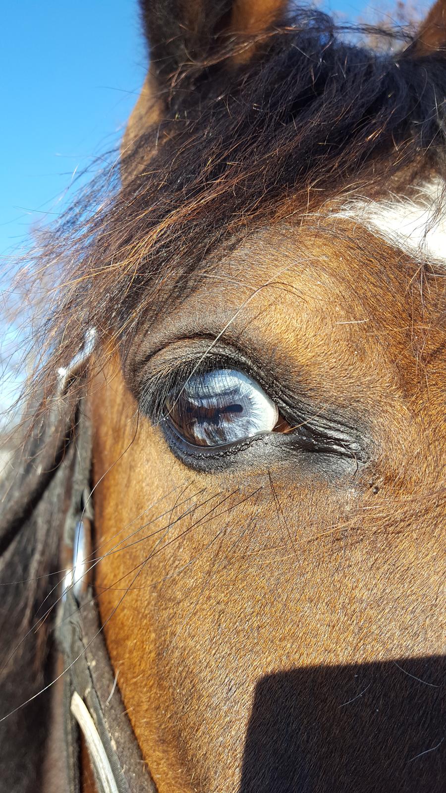 Anden særlig race Monsours Destiny 2 (født Blue Eyes Destiny) billede 7