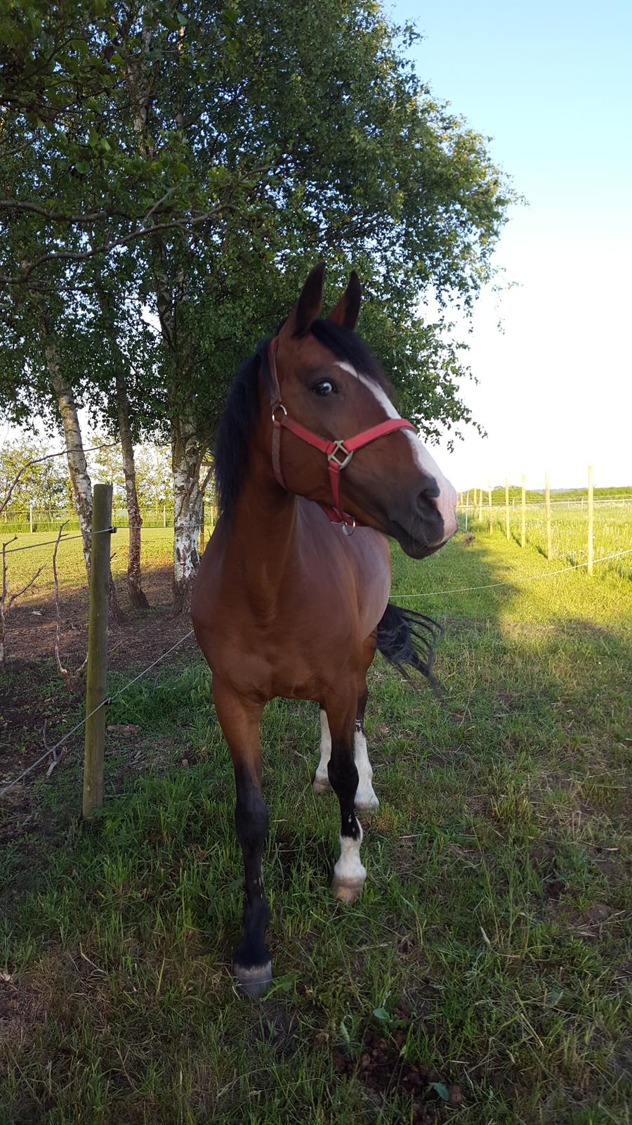 Anden særlig race Monsours Destiny 2 (født Blue Eyes Destiny) billede 6