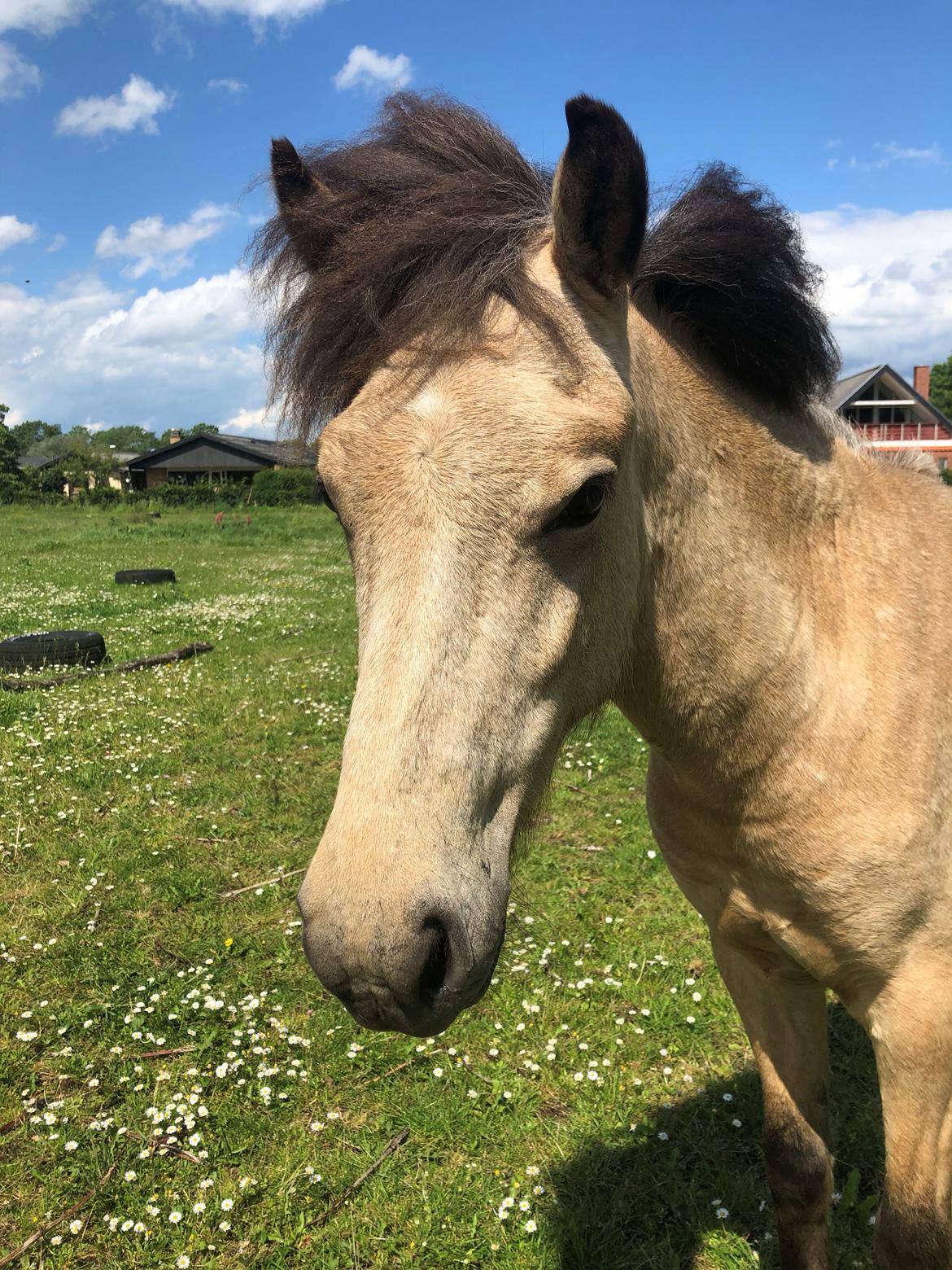 Islænder Ragnar fra Runesvinget billede 1