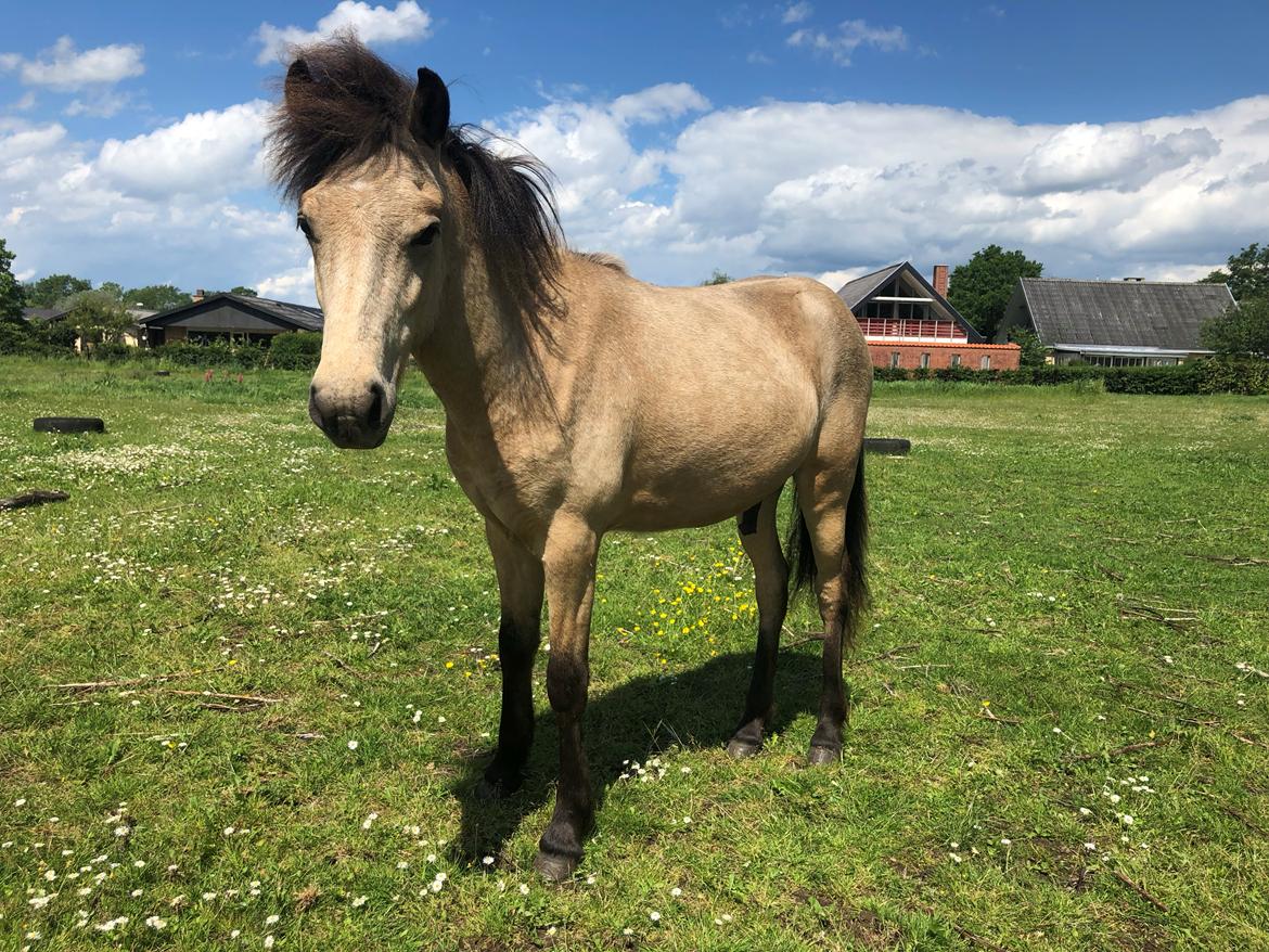 Islænder Ragnar fra Runesvinget billede 2