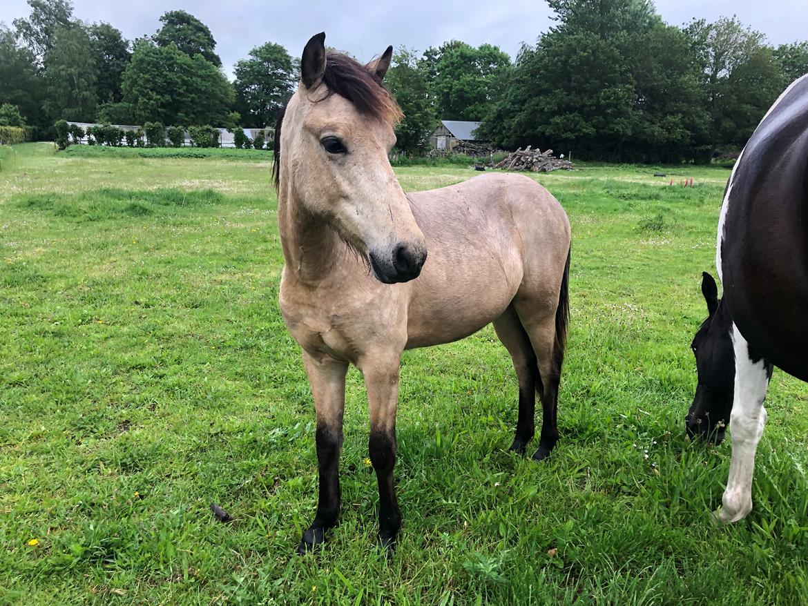 Islænder Ragnar fra Runesvinget billede 3