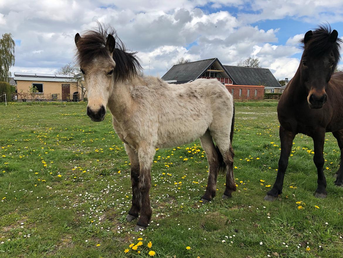 Islænder Ragnar fra Runesvinget billede 5
