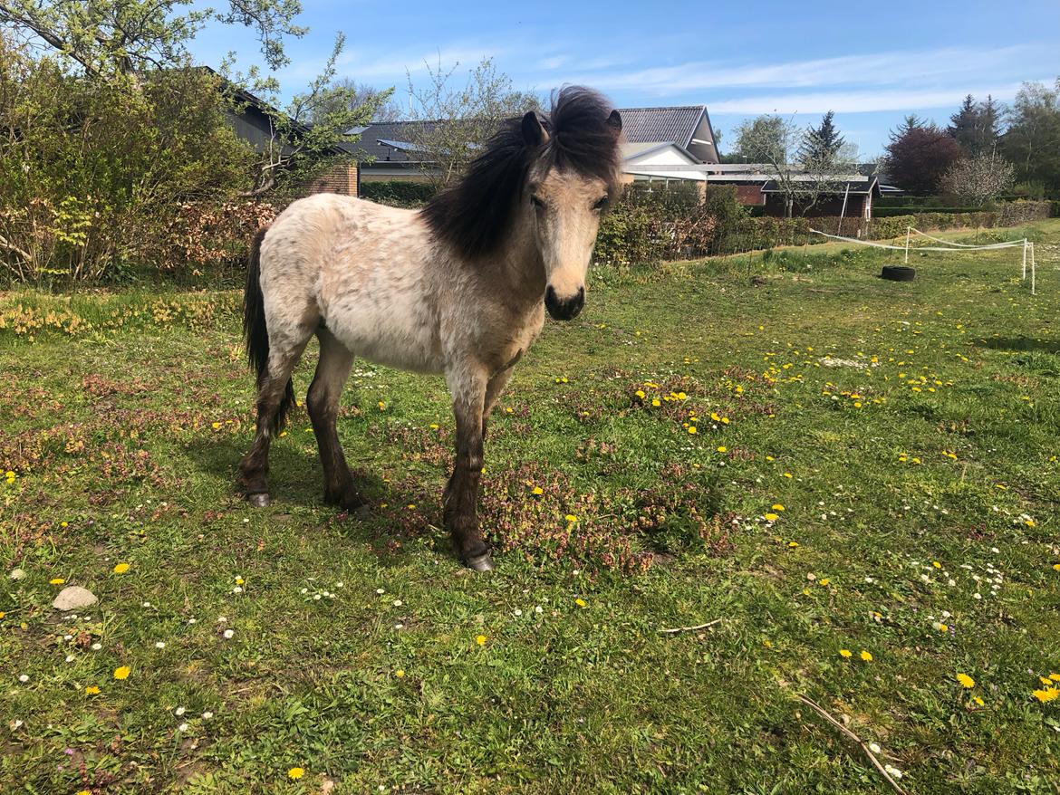 Islænder Ragnar fra Runesvinget billede 4