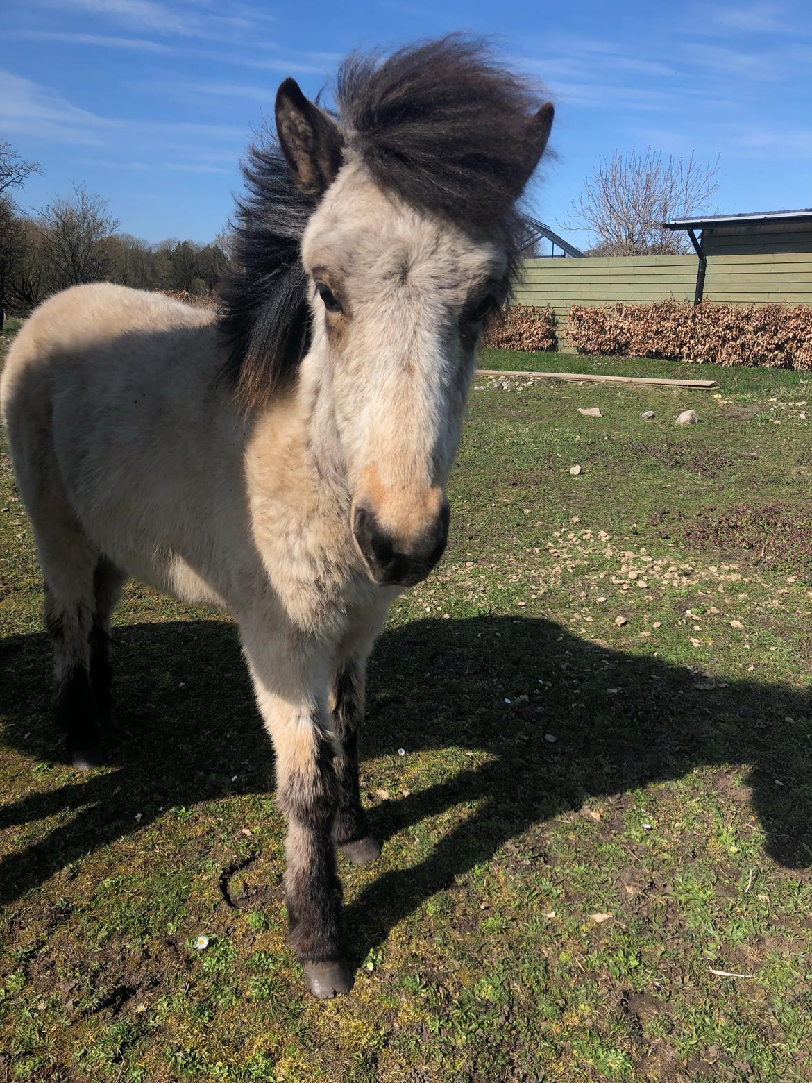Islænder Ragnar fra Runesvinget billede 7