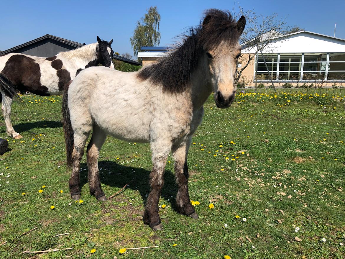 Islænder Ragnar fra Runesvinget billede 6