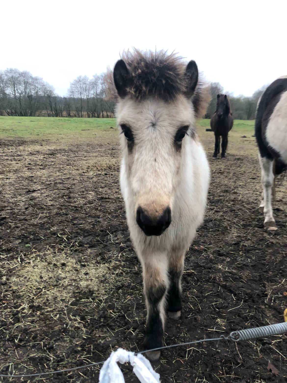 Islænder Ragnar fra Runesvinget billede 8