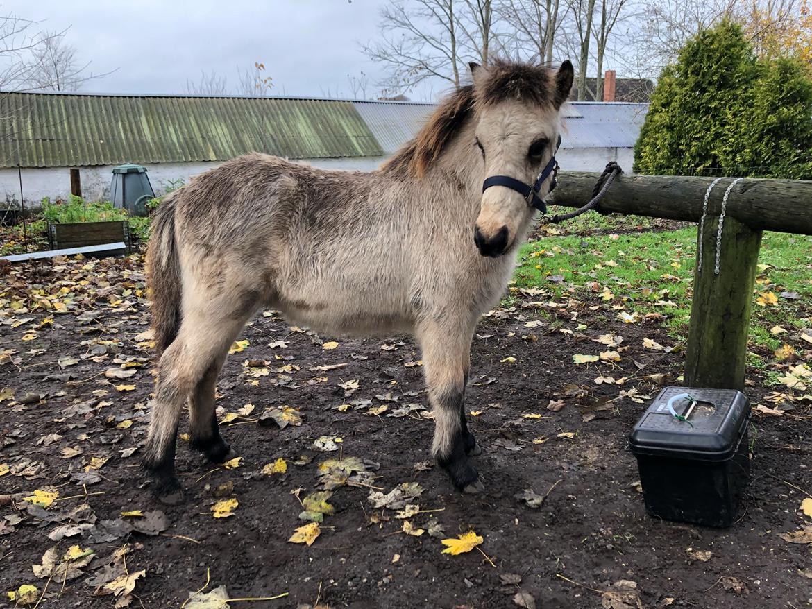 Islænder Ragnar fra Runesvinget billede 9