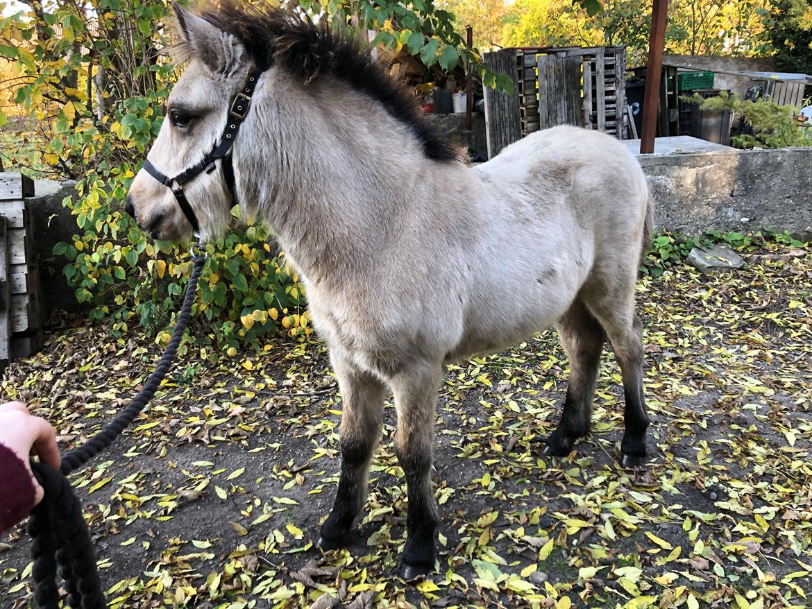 Islænder Ragnar fra Runesvinget billede 10