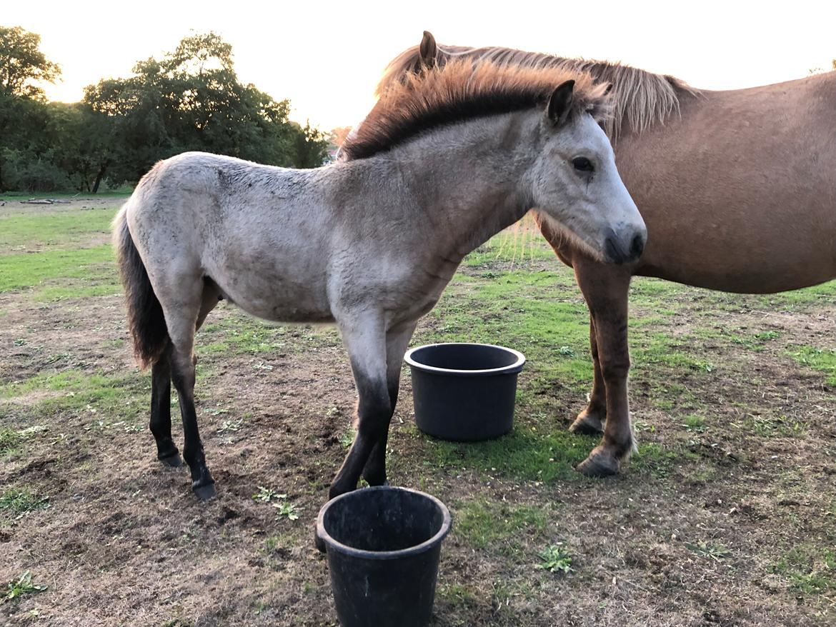 Islænder Ragnar fra Runesvinget billede 12