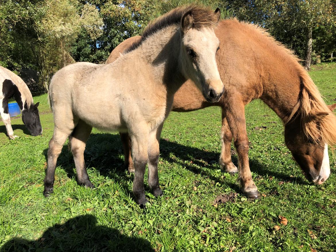 Islænder Ragnar fra Runesvinget billede 11