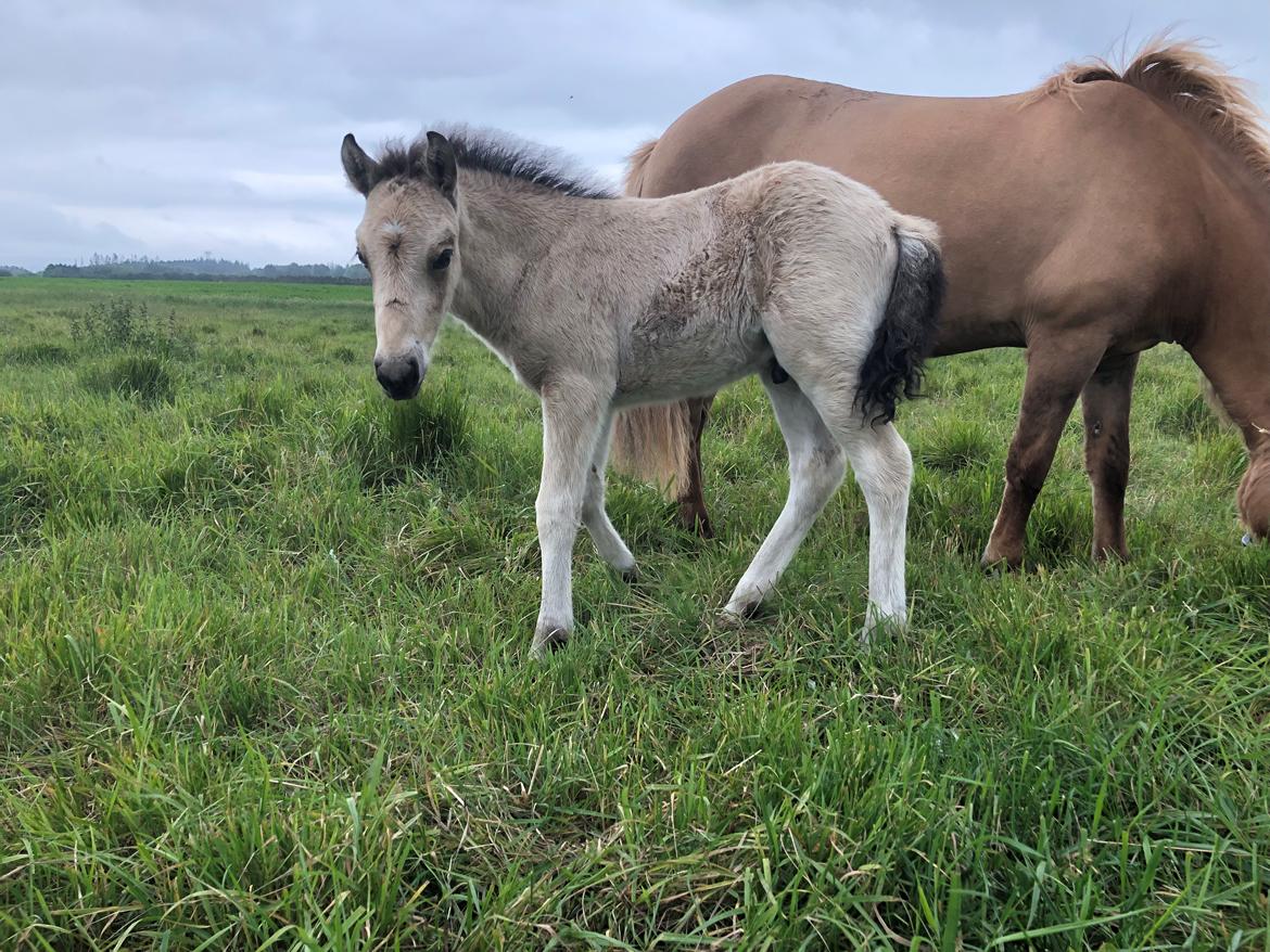Islænder Ragnar fra Runesvinget billede 13
