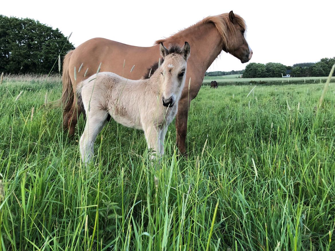 Islænder Ragnar fra Runesvinget billede 16