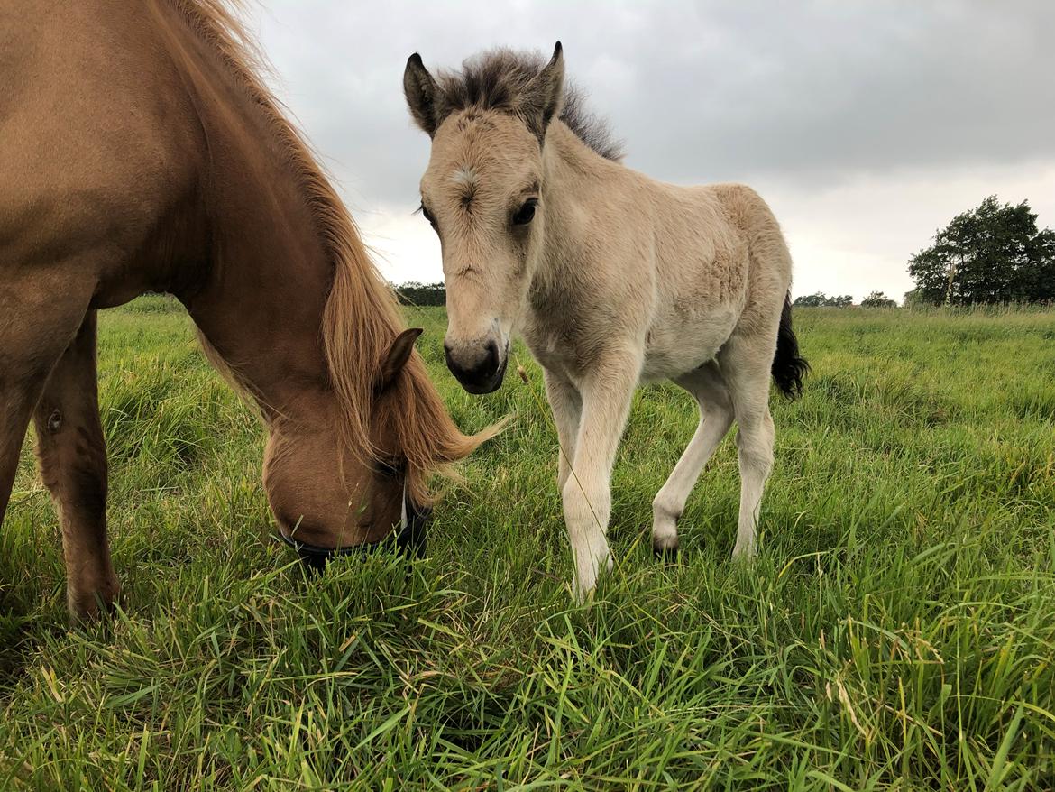 Islænder Ragnar fra Runesvinget billede 14