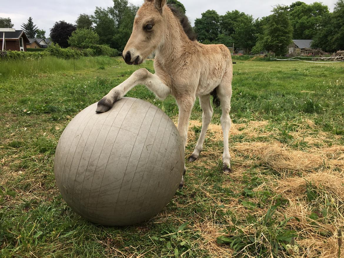 Islænder Ragnar fra Runesvinget billede 18