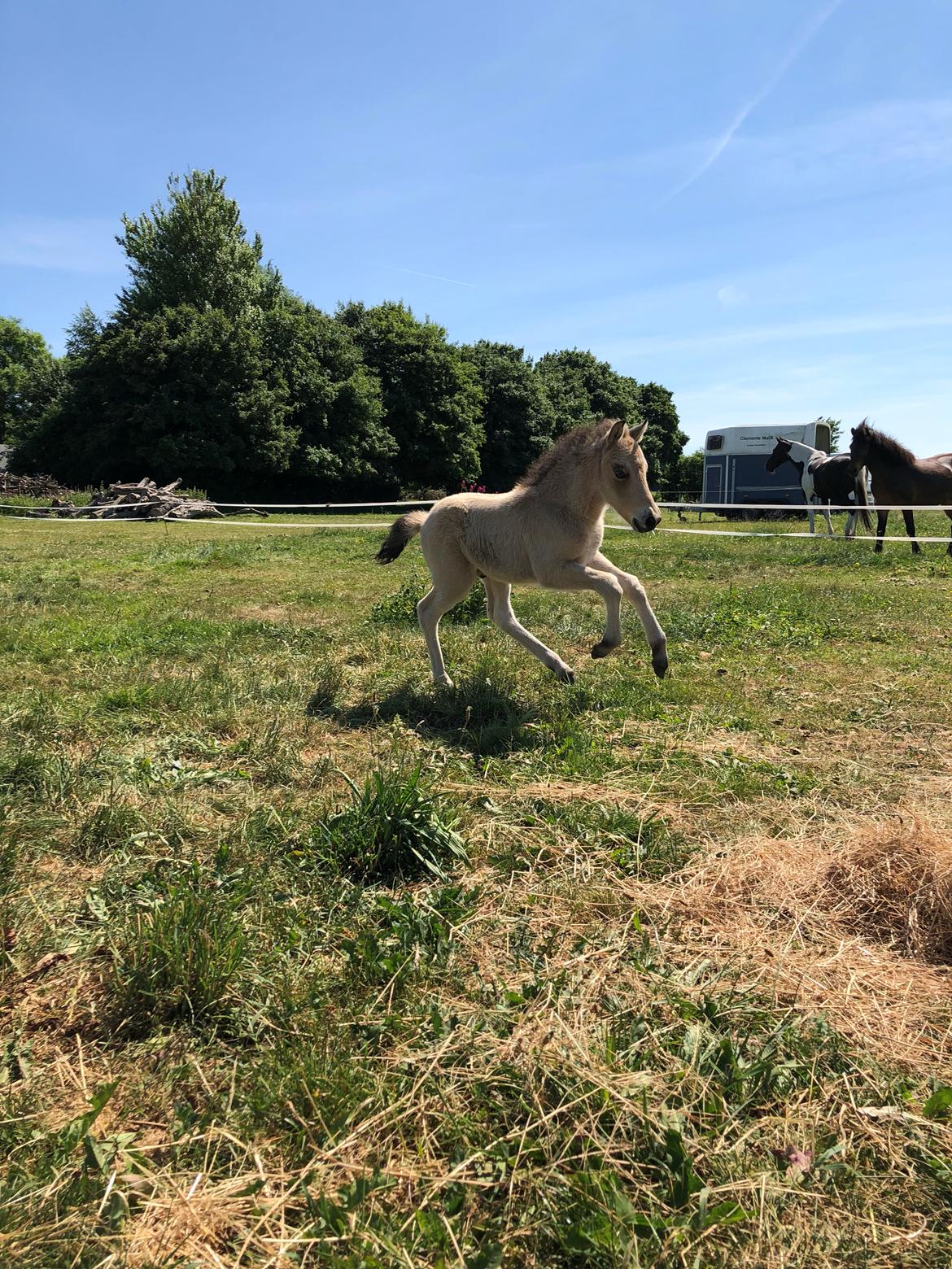 Islænder Ragnar fra Runesvinget billede 17