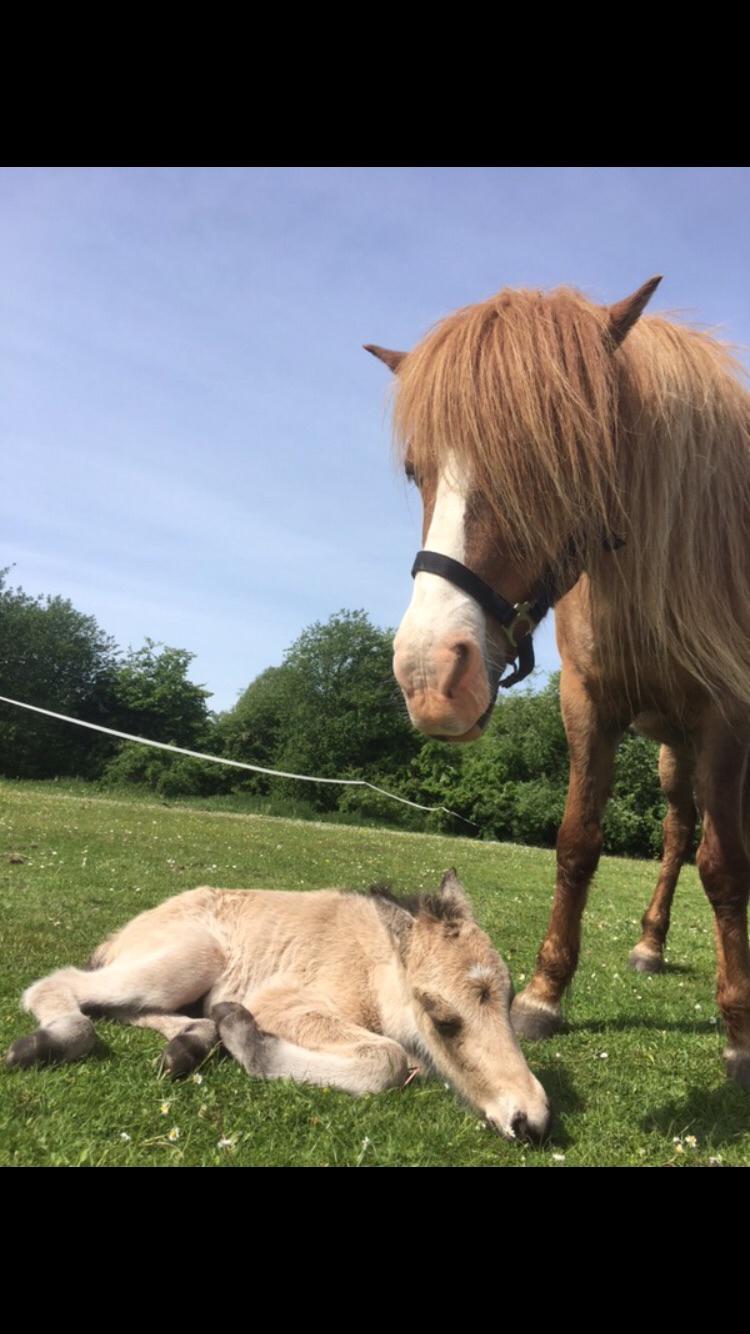Islænder Ragnar fra Runesvinget billede 20