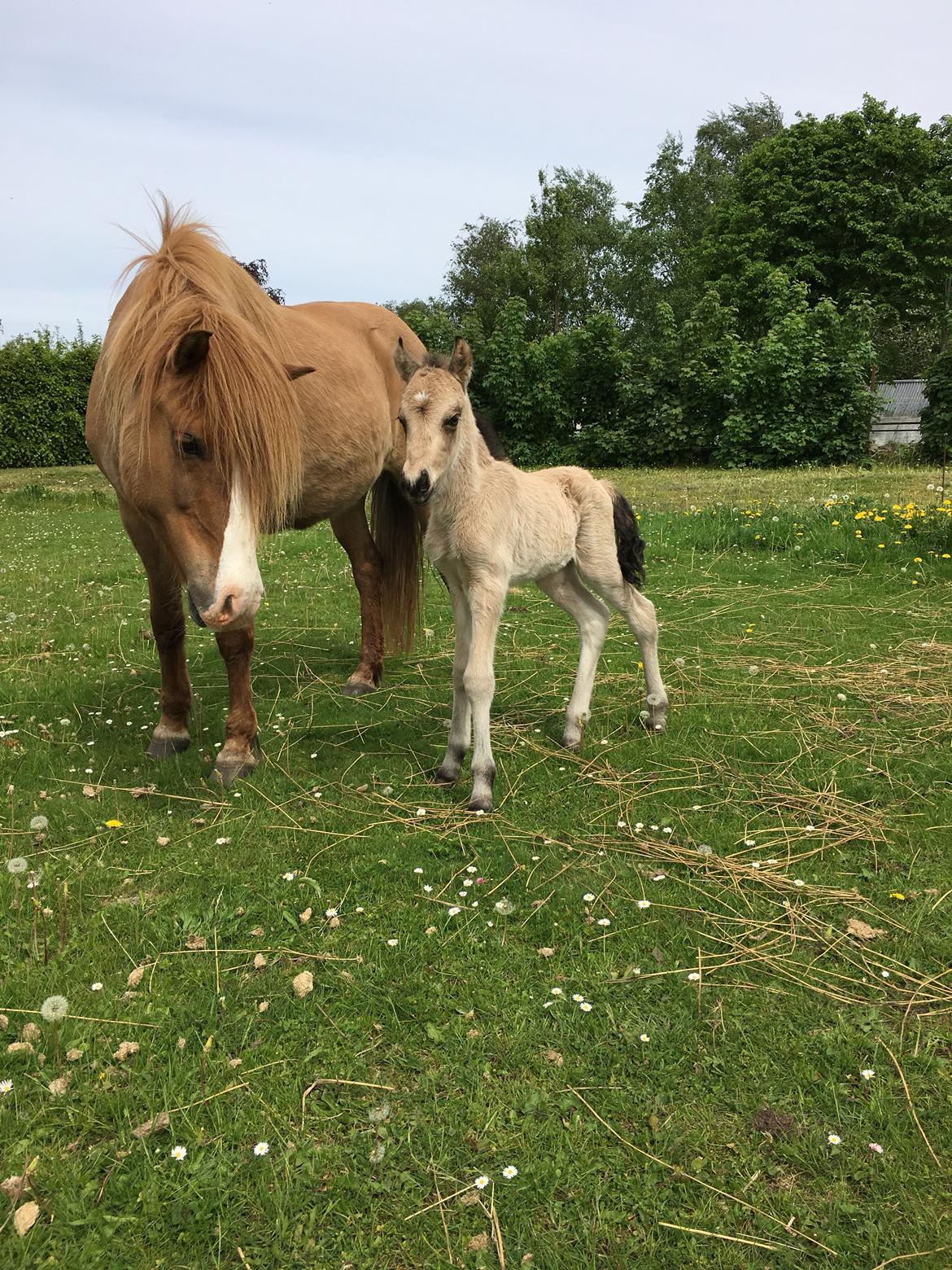 Islænder Ragnar fra Runesvinget billede 19