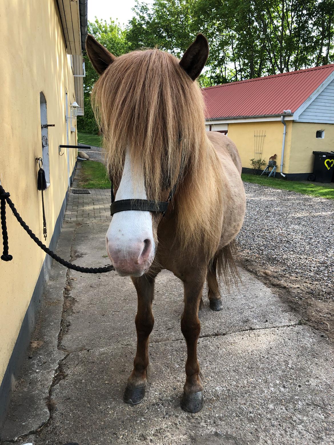Islænder Emma fra Kalsiggård billede 12