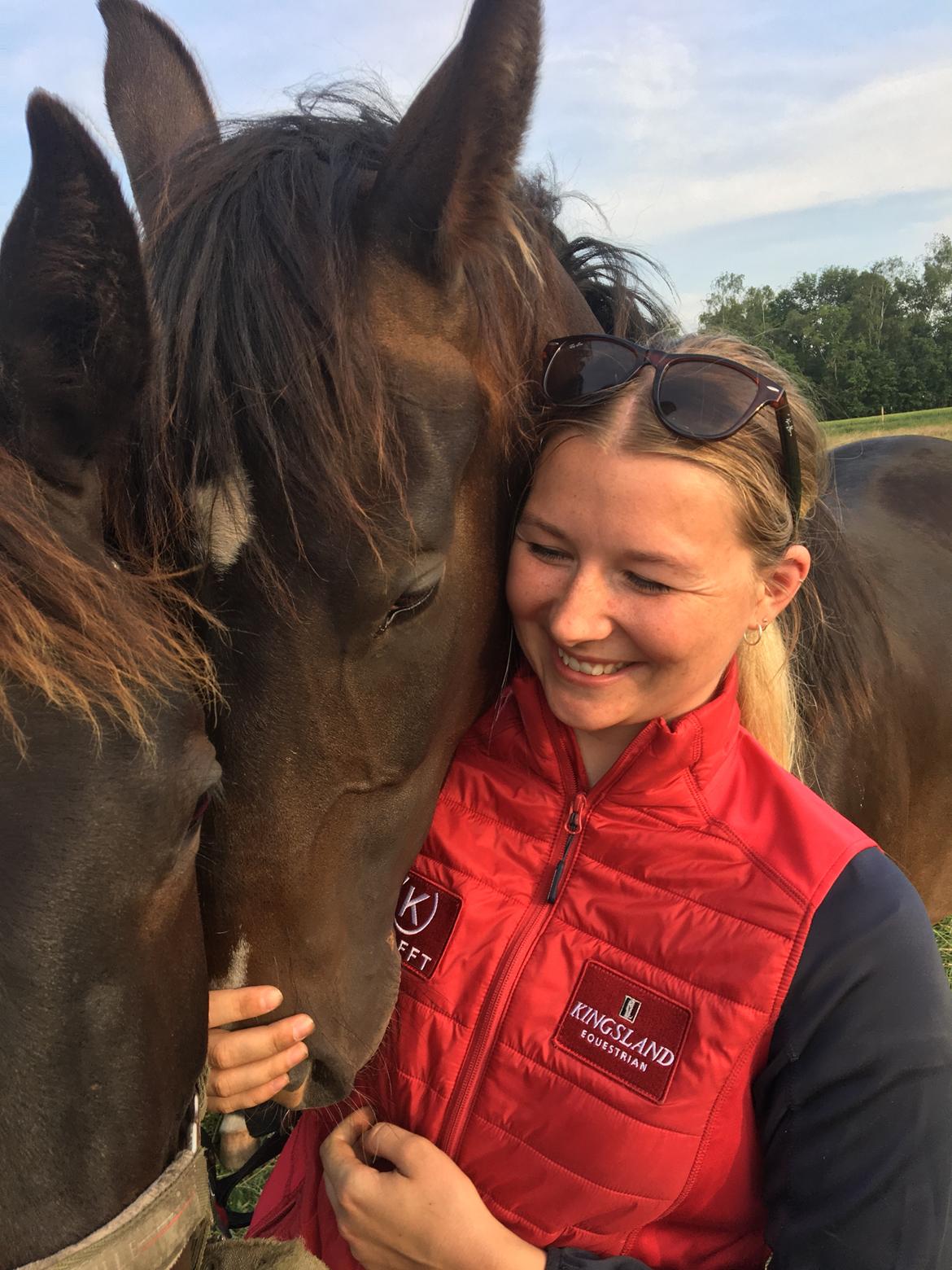 Dansk Varmblod Divito billede 10