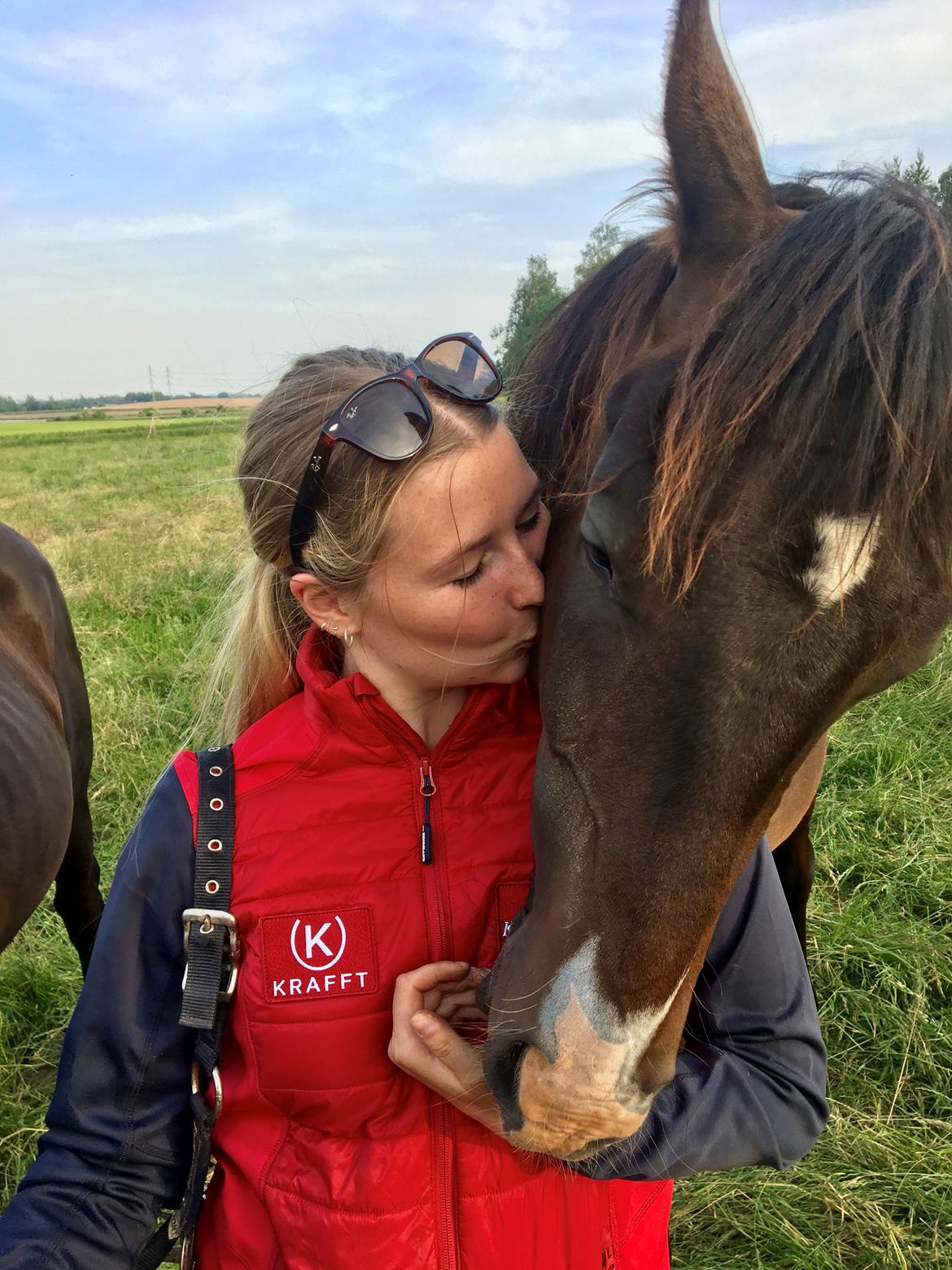 Dansk Varmblod Divito billede 11