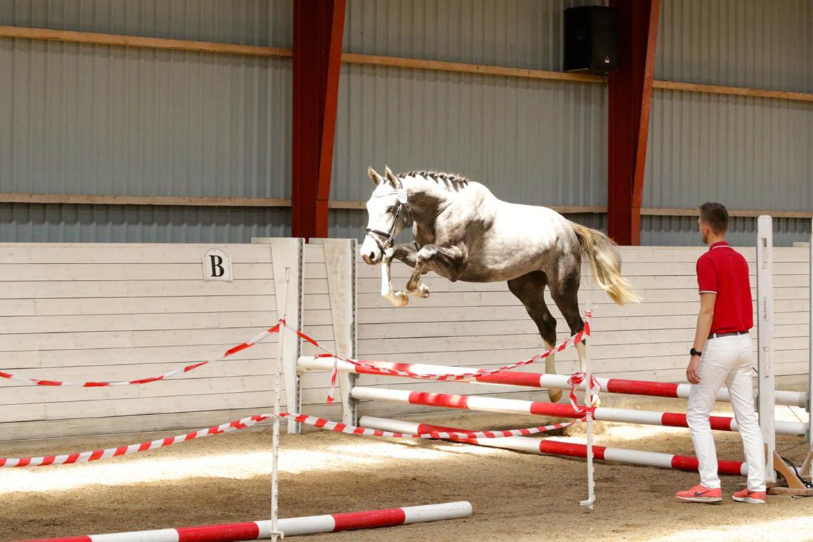 Dansk Varmblod Mayflower - Mayflower til 2 års bedømmel hvor hun gik fløj og blev udtaget til eliteskue billede 7