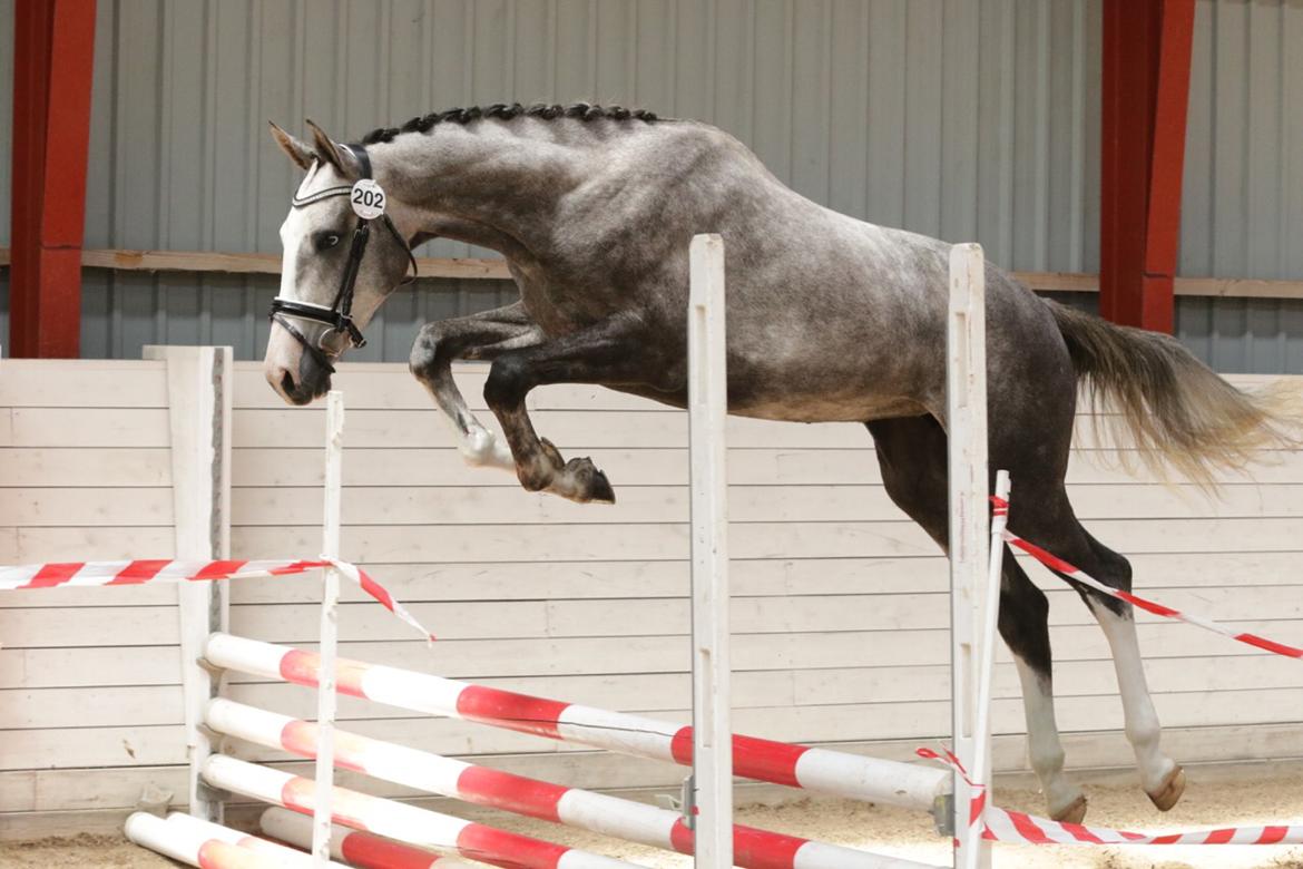 Dansk Varmblod Mayflower - Mayflower til 2 års bedømmel hvor hun gik fløj og blev udtaget til eliteskue billede 8