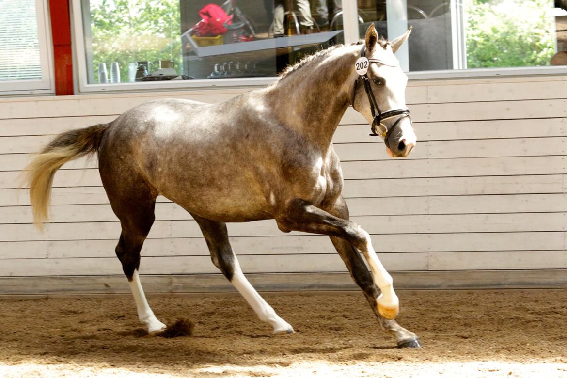 Dansk Varmblod Mayflower - Mayflower til 2 års bedømmel hvor hun gik fløj og blev udtaget til eliteskue billede 9