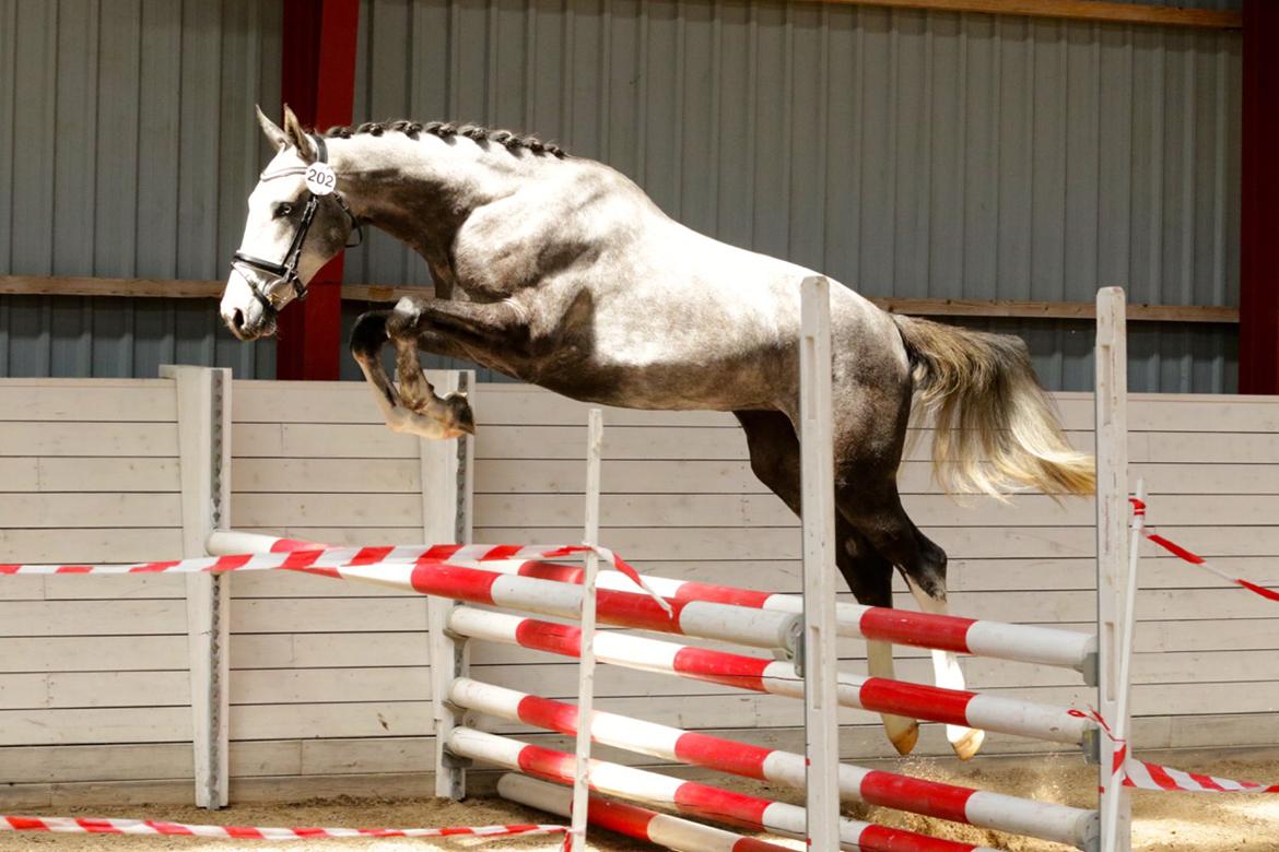 Dansk Varmblod Mayflower - Mayflower til 2 års bedømmel hvor hun gik fløj og blev udtaget til eliteskue billede 6