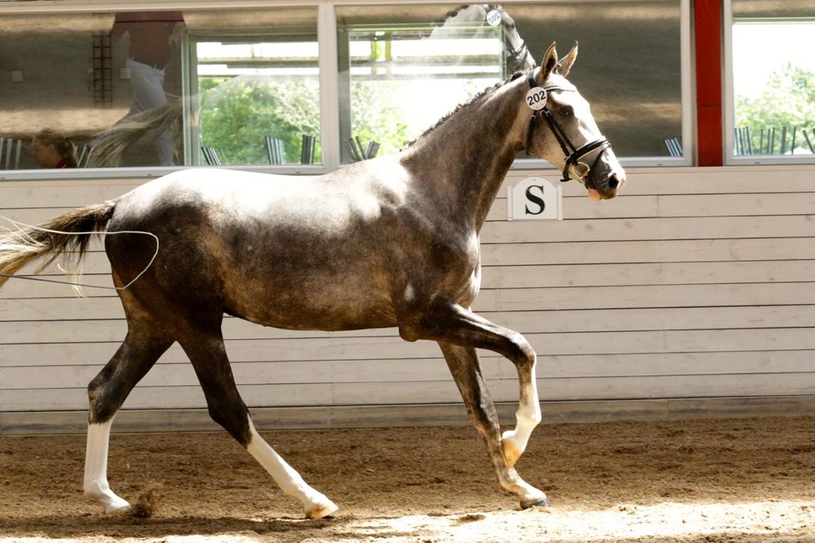 Dansk Varmblod Mayflower - Mayflower til 2 års bedømmel hvor hun gik fløj og blev udtaget til eliteskue billede 11