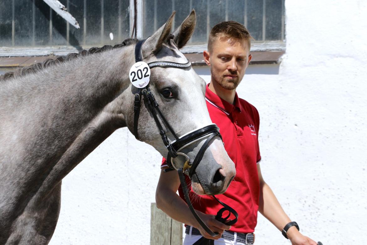 Dansk Varmblod Mayflower - Mayflower til 2 års bedømmel hvor hun gik fløj og blev udtaget til eliteskue billede 12