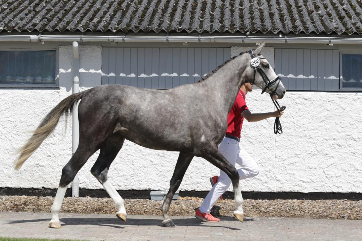 Dansk Varmblod Mayflower - Mayflower til 2 års bedømmel hvor hun gik fløj og blev udtaget til eliteskue billede 14