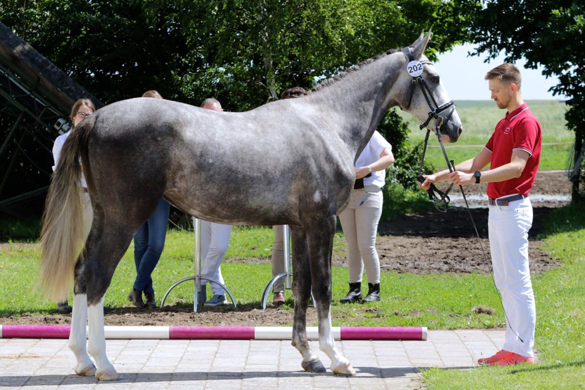 Dansk Varmblod Mayflower - Mayflower til 2 års bedømmel hvor hun gik fløj og blev udtaget til eliteskue billede 13