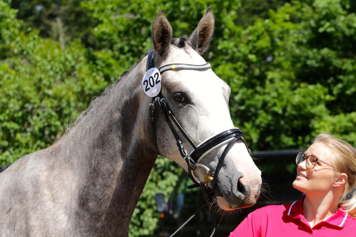 Dansk Varmblod Mayflower - Mayflower til 2 års bedømmel hvor hun gik fløj og blev udtaget til eliteskue billede 20