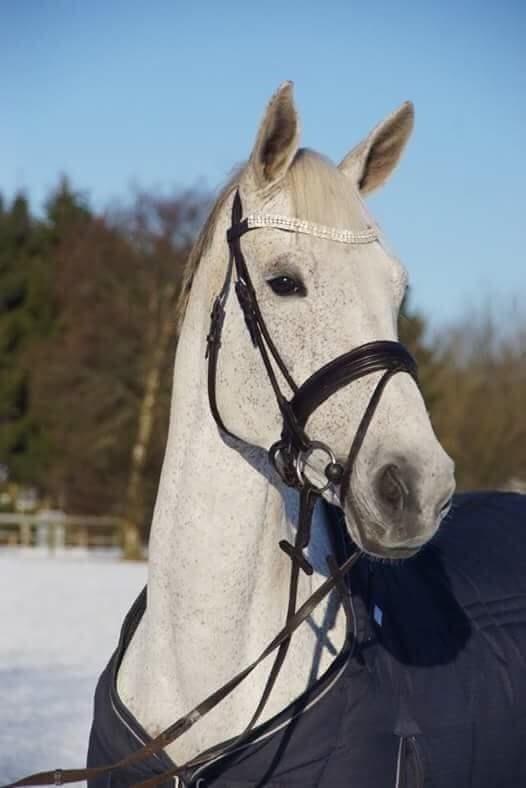Holstener Rhea castellina - Velkommen til Rheas profil billede 1