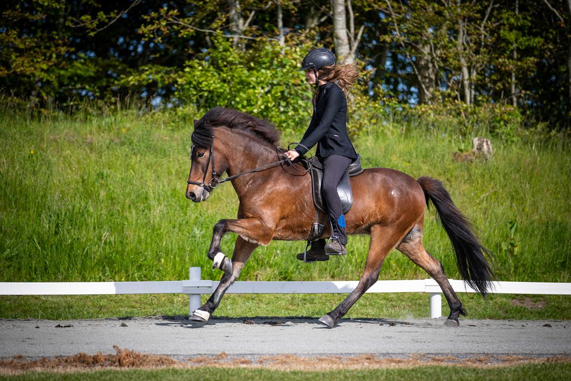Islænder Magnús fra Kragensgård billede 11