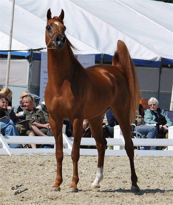 Arabisk fuldblod (OX) Ul barolo ox billede 13