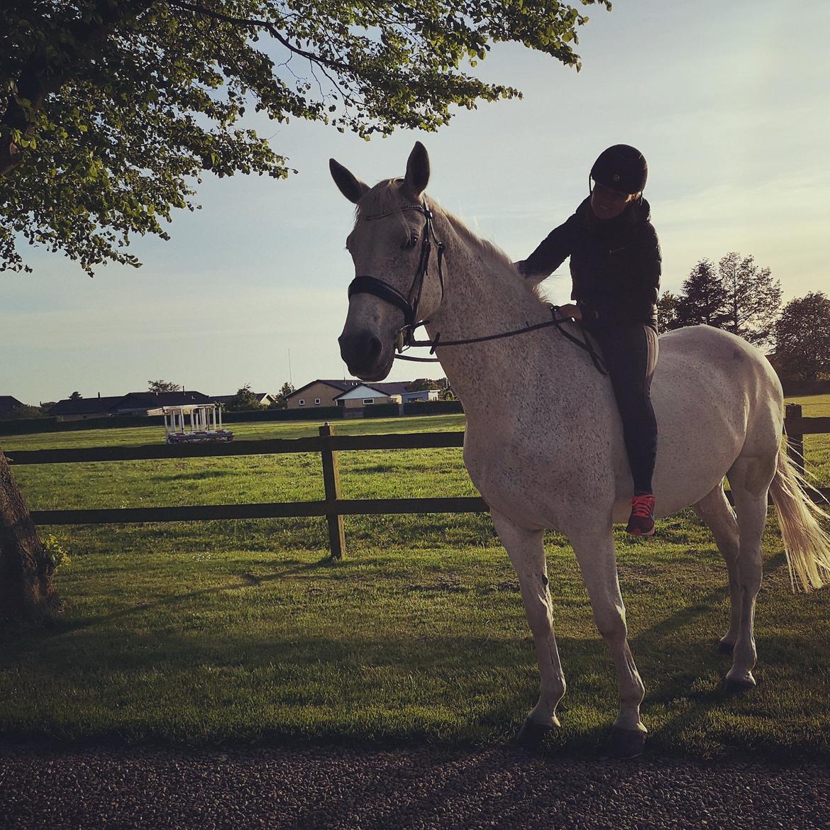 Holstener Rhea castellina - Maj 2019 billede 3