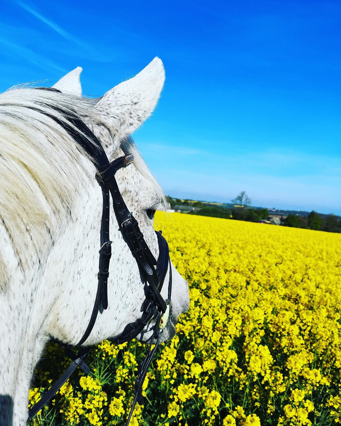 Holstener Rhea castellina - Ynglings udsigten billede 6