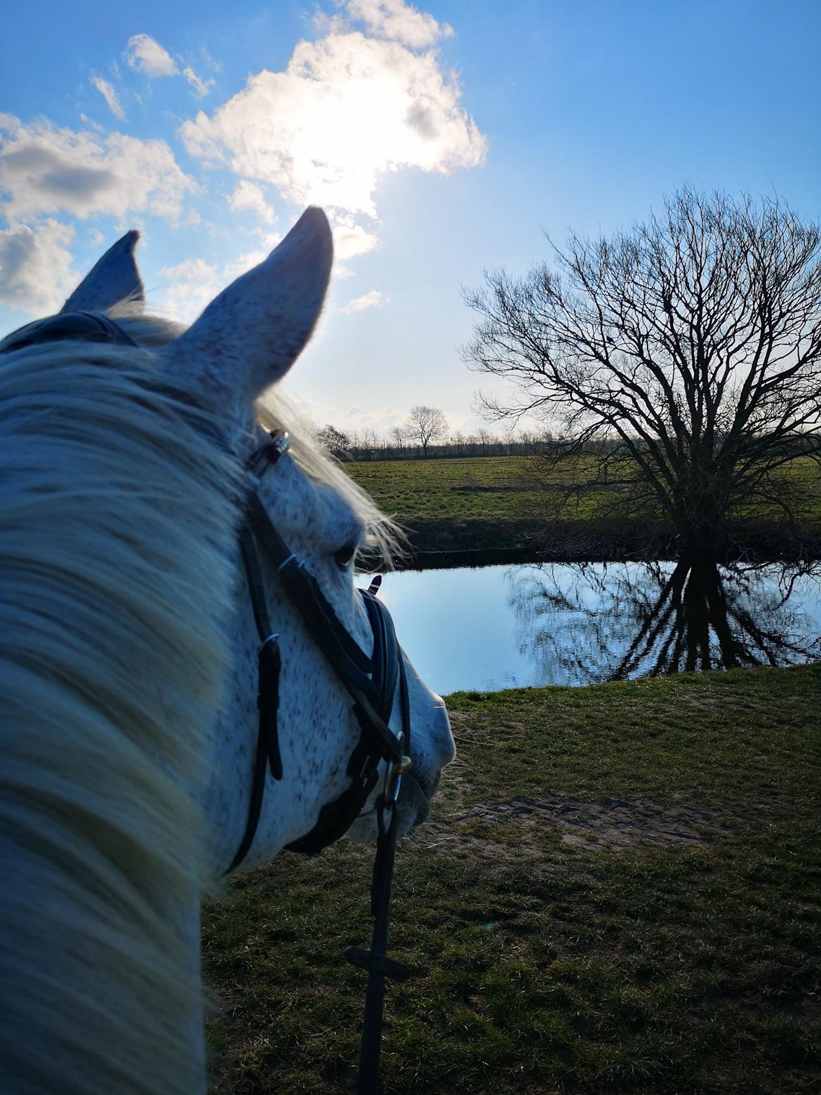 Holstener Rhea castellina - Vi gik en tur over sø og land.... billede 7